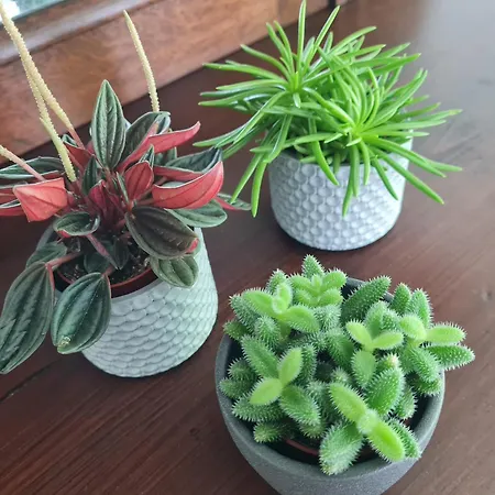 Semesterbostad Birds-nest Balkon Waldblick Kamin