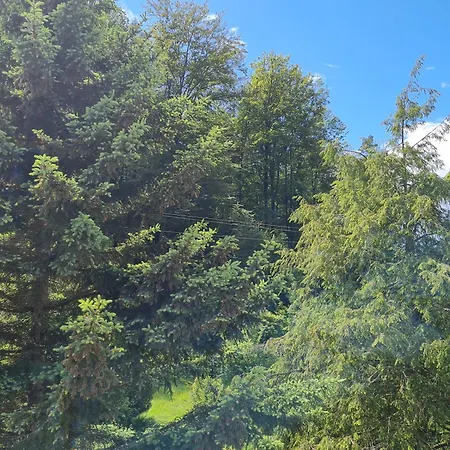 Birds-nest Balkon Waldblick Kamin * Darstein