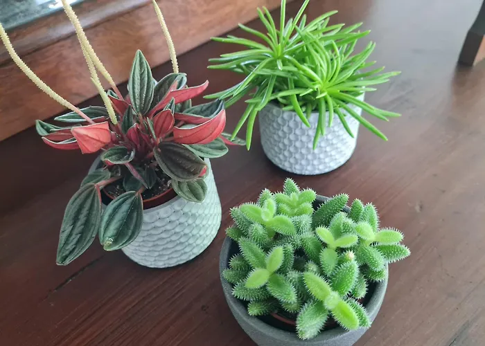 Dom wakacyjny Birds-nest Balkon Waldblick Kamin